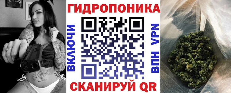 Каннабис сатива Короча